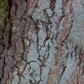 Nature Tree Trunk 195