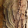 Nature Tree Trunk 199