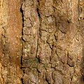 Nature Tree Trunk 200