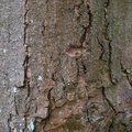 Nature Tree Trunk 202