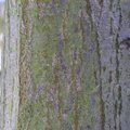 Nature Tree Trunk 214