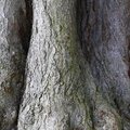 Nature Tree Trunk 218