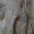 Nature Tree Trunk 221