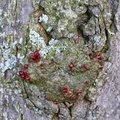 Nature Tree Trunk 223