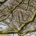Nature Branches 029