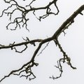Nature Branches 032