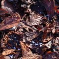 Ground Leaves 024