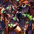 Ground Leaves 015