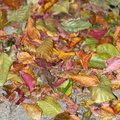 Ground Leaves 018