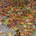 Ground Leaves 019