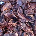 Ground Leaves 021
