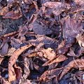 Ground Leaves 022