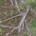 Nature Tree Roots 036