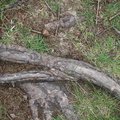 Nature Tree Roots 035