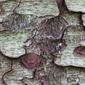 Nature Tree Trunk 233