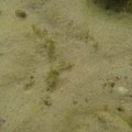 Sea Sand 022