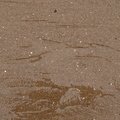 Sea Sand 055