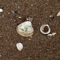 Sea Seashells 040