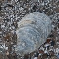 Sea Seashells 033