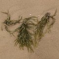 Sea Seaweed 025