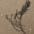 Sea Seaweed 027